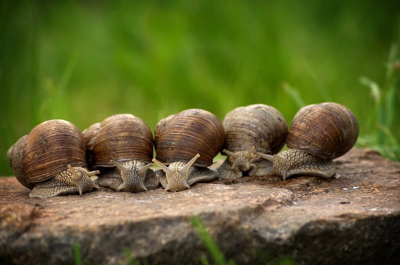 Slow Food Movement